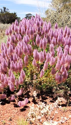 Wildflowers, Sandstone, WA. 
